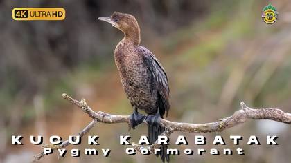 Küçük KArabatak