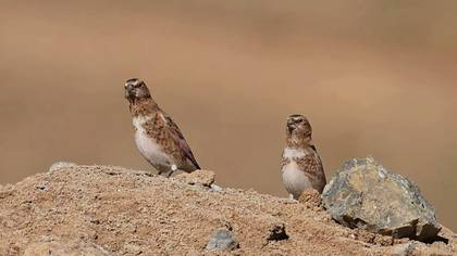 Alamecek video