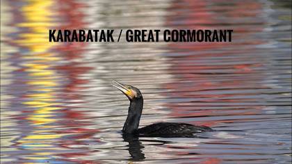 Karabatak