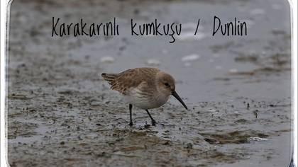 Karakarınlı kumkuşu 