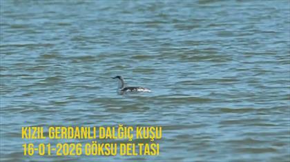 Kızılgerdanlı Dalgıç