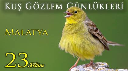 Kuş Gözlem Günlükleri - 23