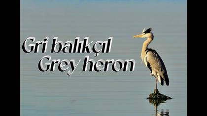Gri balıkçıl video