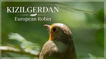 Kızılgerdan
