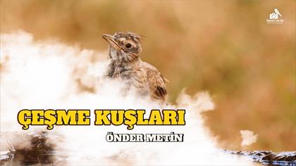 ÇEŞME KUŞLARI