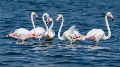 Flamingolar