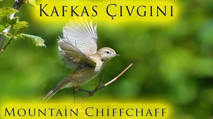 Kafkas Çıvgını