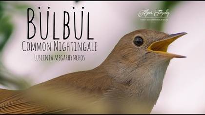 Bülbül Ötüşü