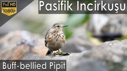 Pasifik incirkuşu video