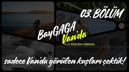 VAN’DA KUŞ GÖZLEMİ BÖLÜM 3