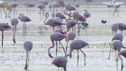 Küçük flamingo