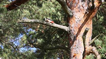 Köknar Agackakani Dendrocopos 