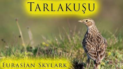 Tarlakuşu video