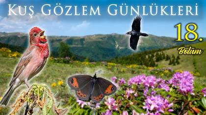 Kuş Gözlem Günlükleri - 18