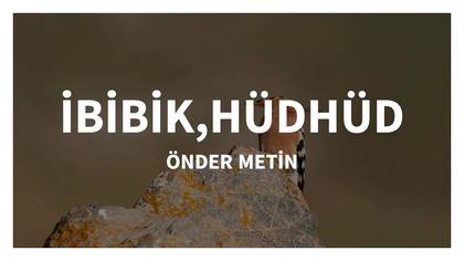 ILGIN KUŞLARI HÜDHDÜD,İBİBİK