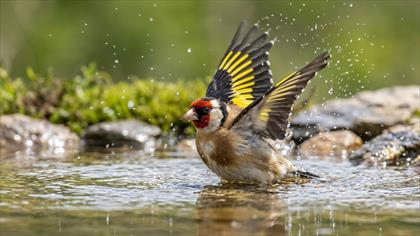 Saka