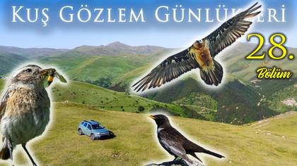 Kuş Gözlem Günlükleri - 28