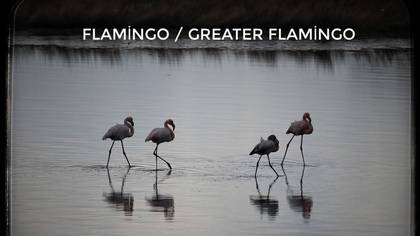 FLAMİNGO