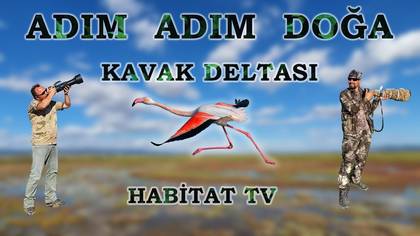 Kavak deltası