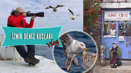 İzmir Deniz Kuşları Pelajik