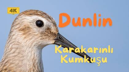 Karakarınlı kumkuşu video