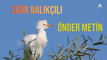 Sığır Balıkçılı