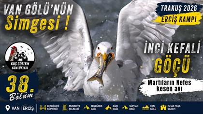 Van gölü martısı