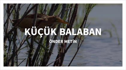 Küçük Balaban