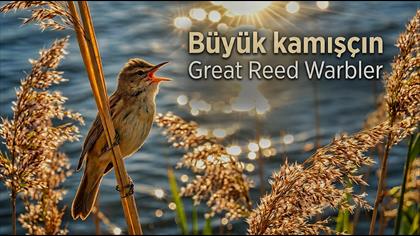Büyük Kamışçın