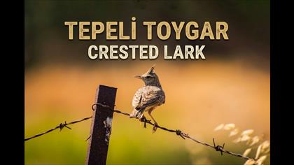 Tepeli Toygar
