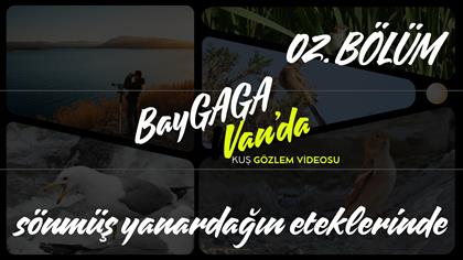 Mavigerdan