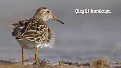 Çizgili kumkuşu video