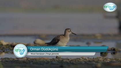 Orman düdükçünü