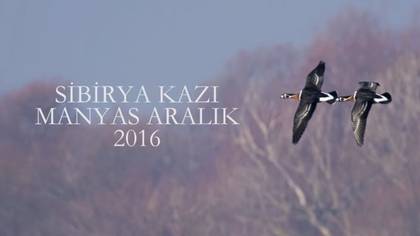 Sibirya kazı
