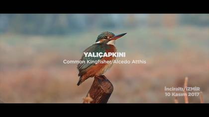 Yalıçapkını