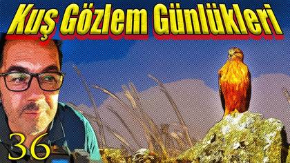 Kuş Gözlem Günlükleri 36