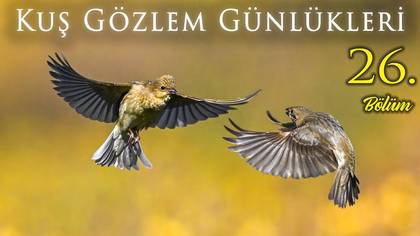 Kuş Gözlem Günlükleri - 26