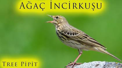 Ağaç incirkuşu video