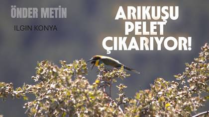 Arıkuşu video