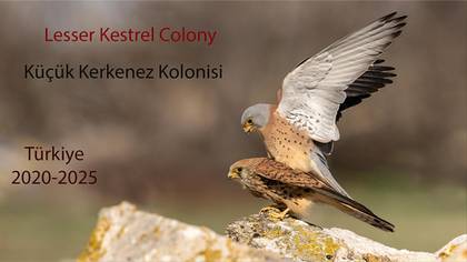Küçük Kerkenez Kolonisi