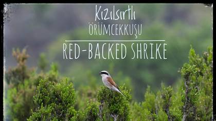 Kızılsırtlı örümcekkuşu 
