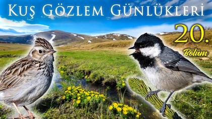 Kuş Gözlem Günlükleri - 20