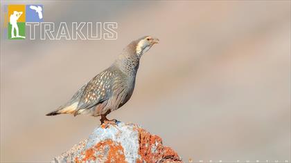 Urkeklik 