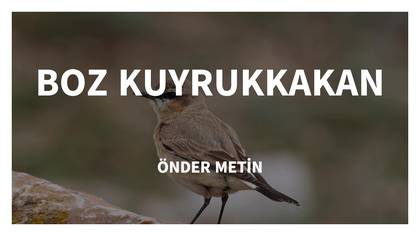 BOZ KUYRUKKAKAN - ILGIN