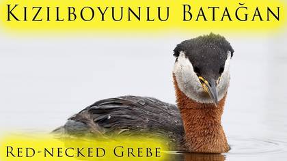 Kızılboyunlu batağan video