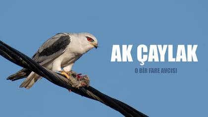 Ak çaylak video